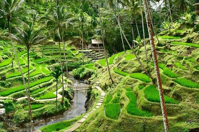 Best of Ubud Full Day Private Guided Tour - Meeting the monkeys in central Ubud