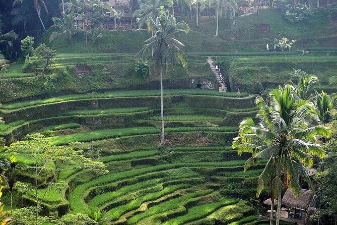 Best Of Ubud Private Day Tour With Local Guide - Why this tour works for a first Ubud visit