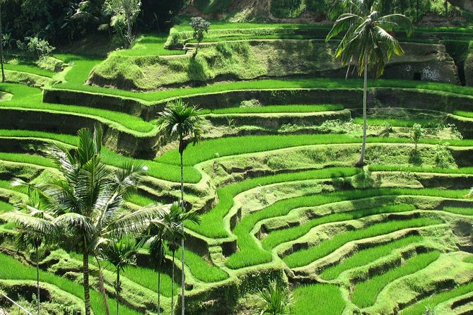 Best Of Ubud Tours - Key details before you book