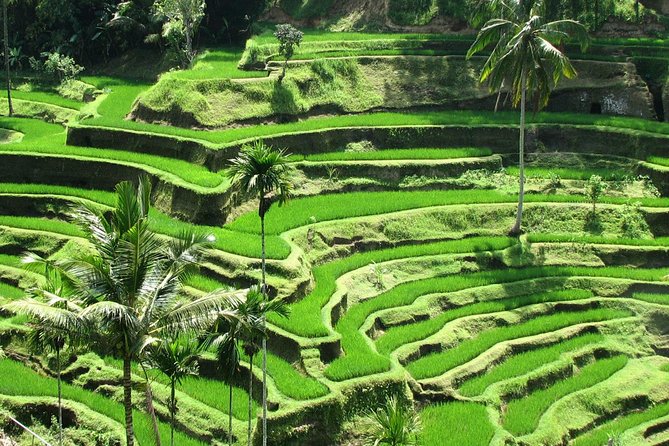 Best of Ubud with Jungle Swing Experience - Batuan Temple and the value of a private guide