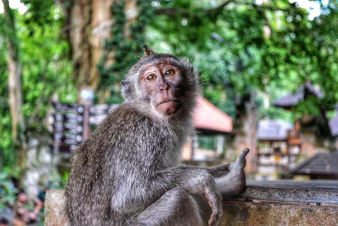 Cretya Ubud and Monkey Forest Sanctuary Tours - Who should book this Ubud day tour?