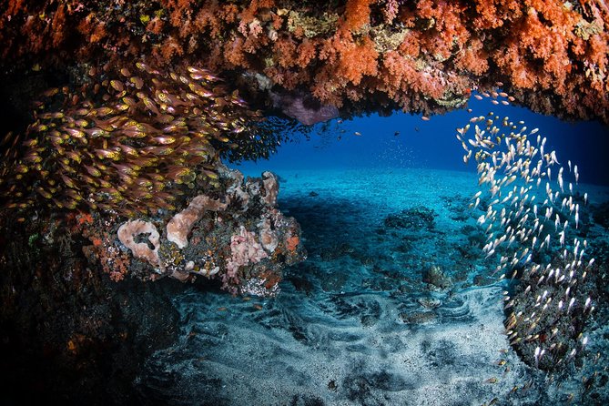 Day Trip certified divers - 3 Dives in Tulamben (pick-up & drop-off included) - Is $149.80 good value?