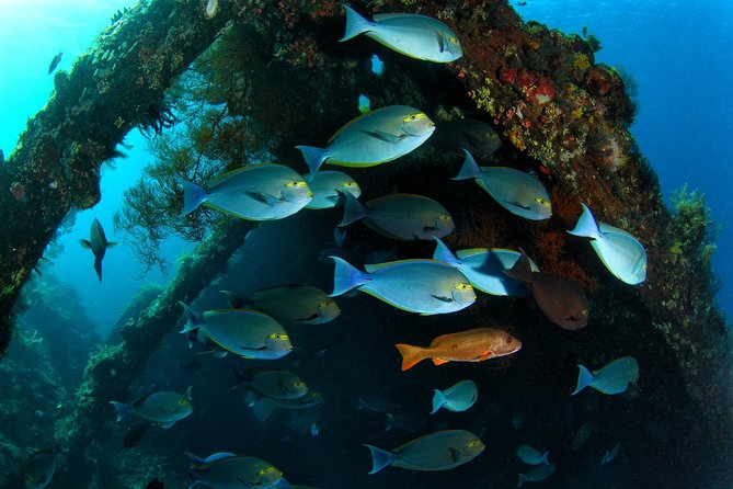 Day Trip certified divers - 3 Dives in Tulamben (pick-up & drop-off included) - Arriving at the Tulamben center
