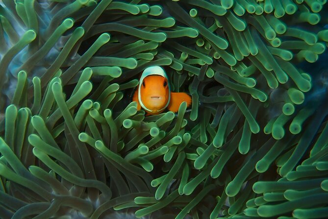 Day Trip snorkeling Nusa Penida - Manta 3 sites (from south bali) - Speedboat travel from Sanur to the island sites