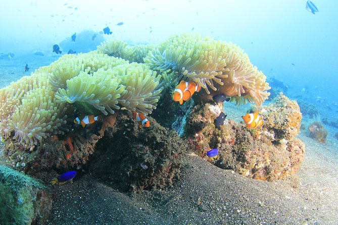 Discover Scuba Diving Tulamben Bali For Non-Certified Divers - Pool training before the sea