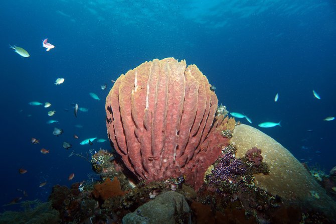 Diving at Tulamben Liberty Shipwreck 2 dives for certified divers - What the two sessions can include