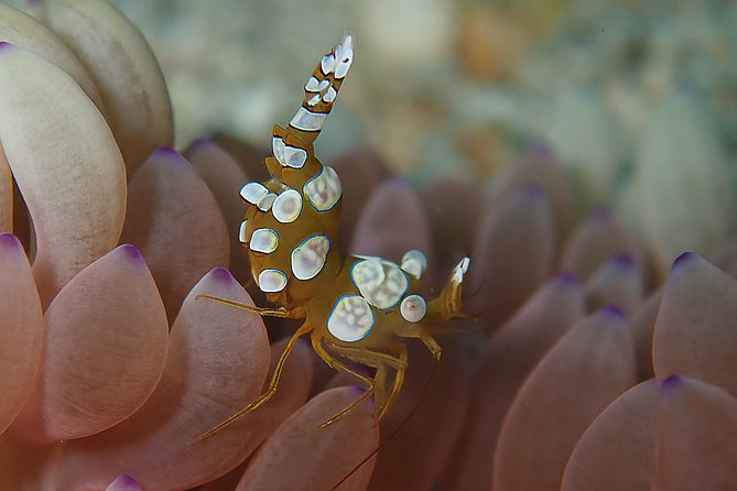 Diving at Tulamben Liberty Shipwreck 2 dives for certified divers - What is included for $143