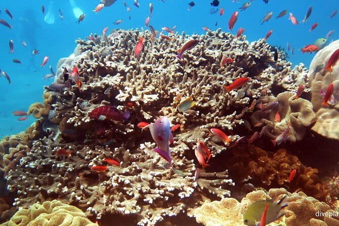 From Bali: Nusa Penida Snorkeling and Island Tour - A very full Nusa Penida day from Bali