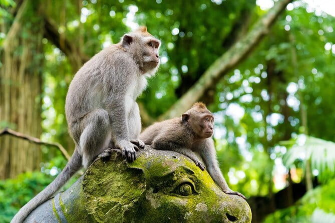 Full Day ATV Ride, Monkey Forest,Tegalalang Rice Terrace - The Monkey Forest mixes wildlife and temple paths