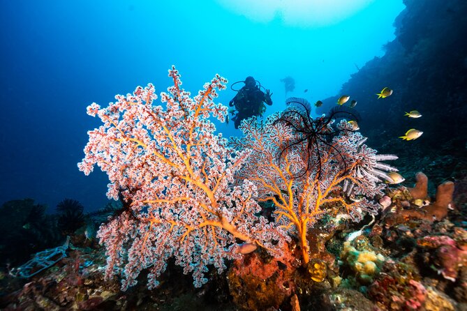 Full-Day Discover Scuba Diving Tour for Beginners in Tulamben - Equipment, instruction, and optional pictures