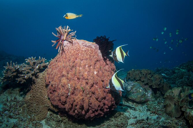 Full-Day Discover Scuba Diving Tour for Beginners in Tulamben - What the $154.95 price really covers