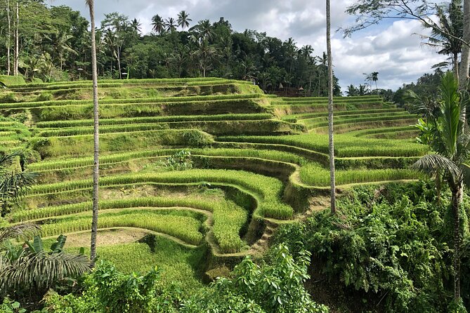 Full-Day Highlights and Best of Ubud Village - Why this route works from Kuta