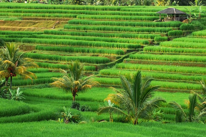 Full Day Private Water Temples Tour in Bali - Ulun Danu Bratan and the cool Bedugul Highlands