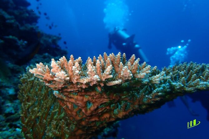 Full-Day Scuba Diving Experience of USAT Liberty in Tulamben - Lunch and the break between sessions