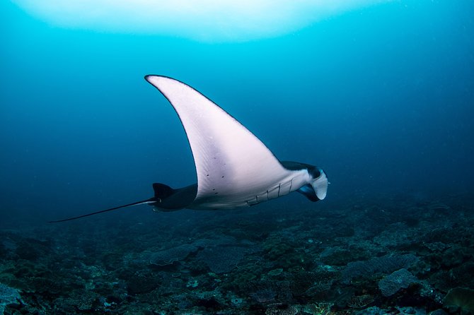 Fun Dive Nusa Penida Bali - For Certified Divers - Key points to know before booking