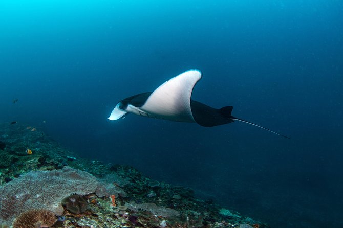 Fun Dive Nusa Penida Bali - For Certified Divers - The 6:30 am start and crossing from Sanur