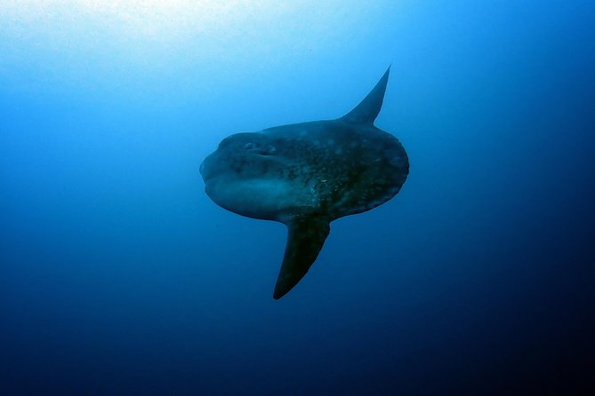 Fun Dive Nusa Penida Bali - For Certified Divers - Crystal Bay and the Mola Mola season