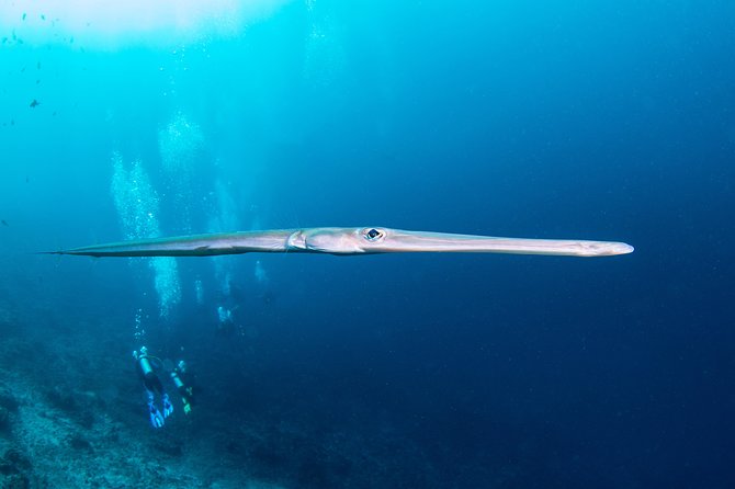 Fun Dive Nusa Penida Bali - For Certified Divers - What the support team adds to the day