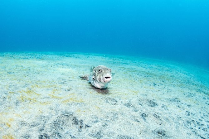 Fun Dive Nusa Penida Bali - For Certified Divers - Lunch, equipment, and the real value of $278.28