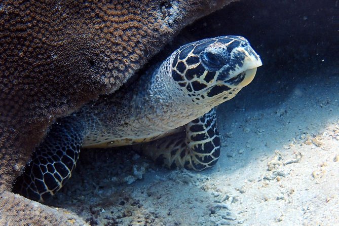Fun Dive Nusa Penida Bali - For Certified Divers - Fitness, medical forms, and flight timing