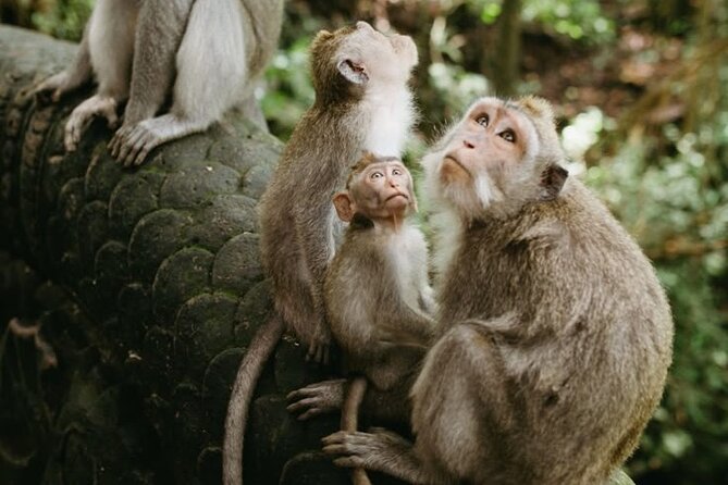 Half Day Private Tour in Ubud - Why a private half-day works well in Ubud
