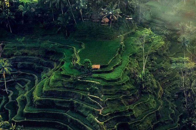 Half Day Private Tour in Ubud - Tirta Empul: understanding the holy-water temple