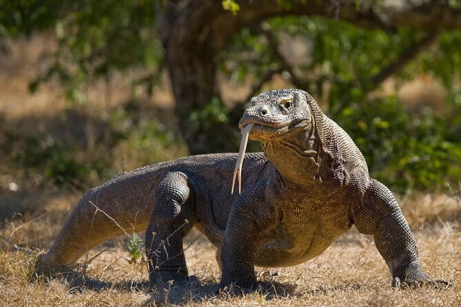 Komodo Island Adventure from Bali (Day Trip) - Why this Bali day trip is so demanding