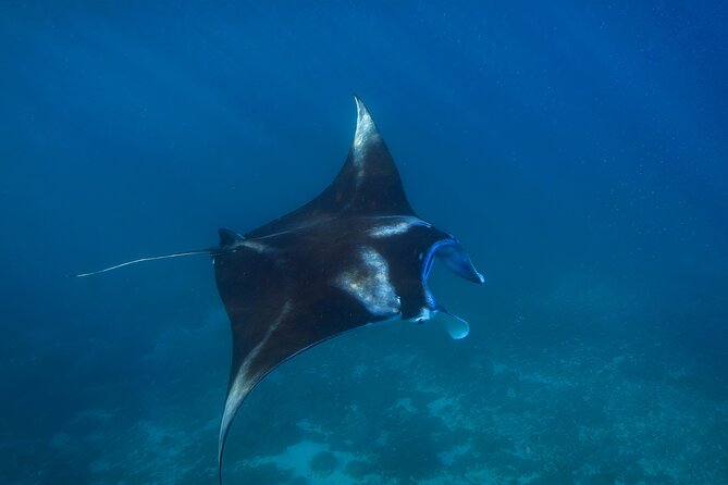 Nusa Penida day trip: boat, 4 snorkeling, Manta rays & Land tour - Kelingking Cliff in a private car