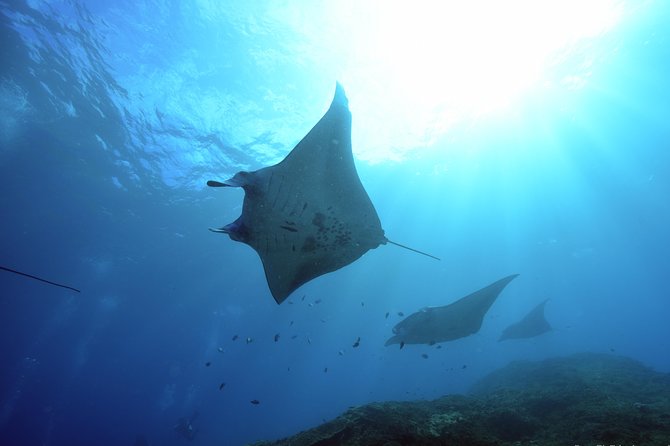 Nusa Penida Day Trip for 3 dives - Why Nusa Penida suits experienced scuba users