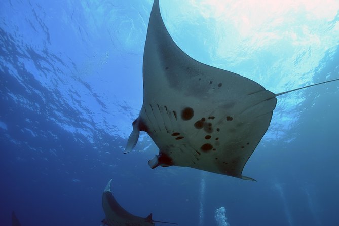 Nusa Penida Day Trip for 3 dives - The 7 a.m. pickup and Sanur start