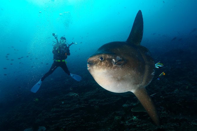 Nusa Penida Day Trip for 3 dives - What happens between sessions