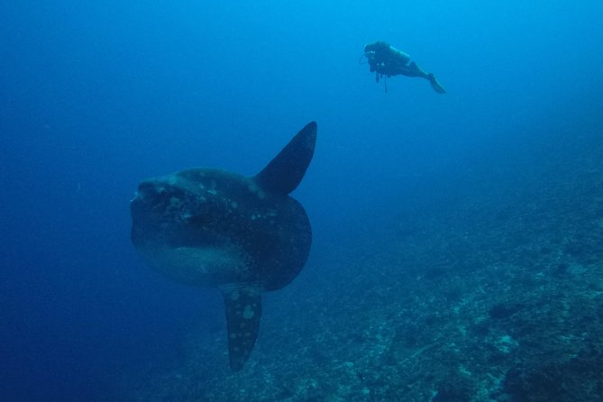 Nusa Penida Day Trip for 3 dives - What can make the day difficult