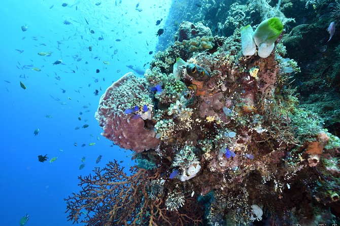 Nusa Penida Day Trip for 3 dives - Who will get the most from this trip?