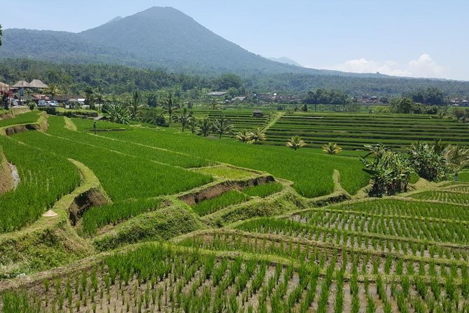 Private 4-Day Tours - Best Bali Tours Package - Best of Bali Highlights - Who will get the most from these four days?