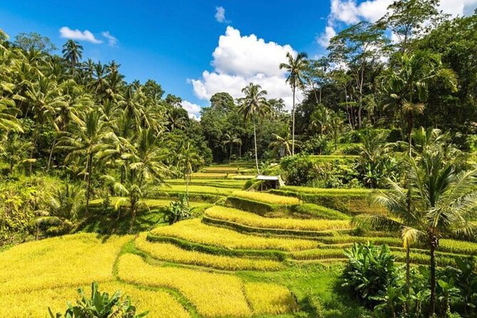 Private Bali Tour - All Inclusive - Tirta Empul Temple and Bali’s holy spring