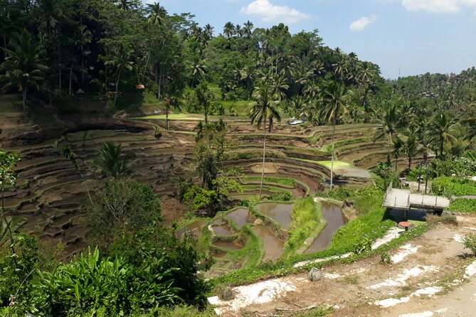 Private tour in Ubud country side - A full Bali day from Kuta to Ubud