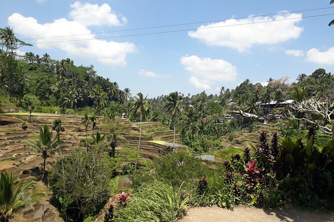 Private tour in Ubud country side - Sacred Monkey Forest, where nature and temples share the path