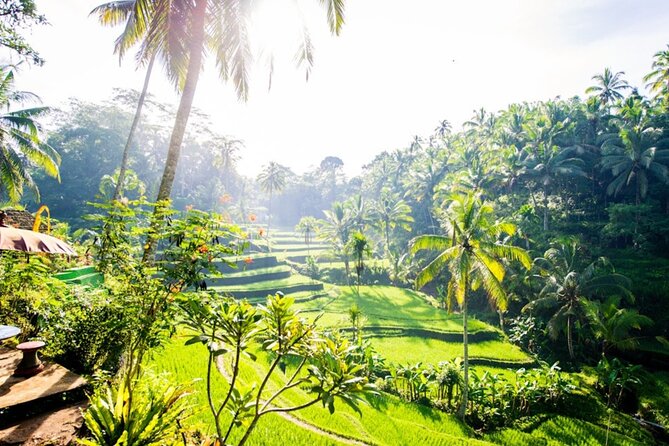 Private Ubud Day Tour Waterfalls Sacred Monkeys and Rice Fields - Walking through the Sacred Monkey Forest