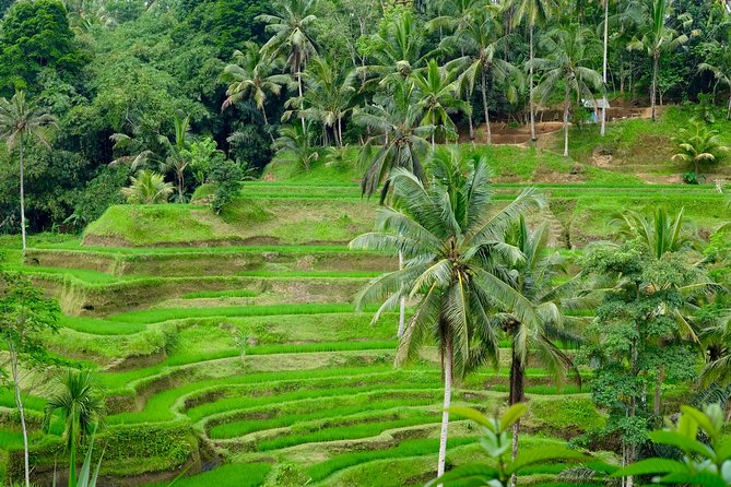 Private Ubud Tour with Hidden Waterfalls - A big Bali day from Kuta