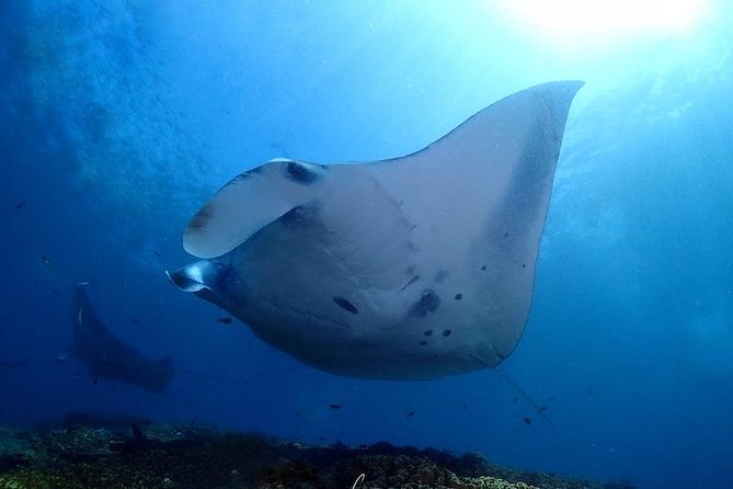 Scuba Diving in Nusa Penida - Manta Point - The 45-minute speedboat crossing