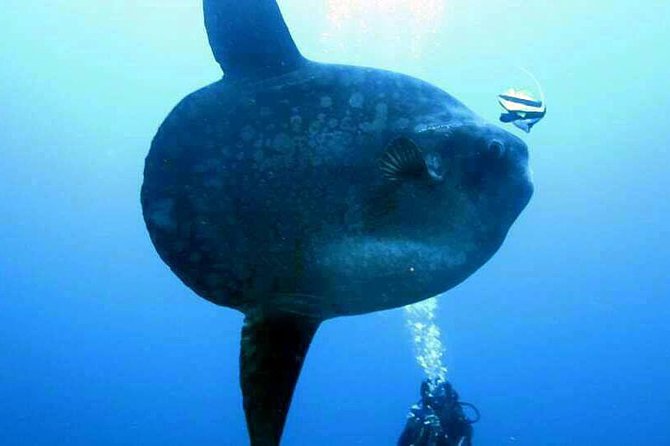Scuba Diving in Nusa Penida - Manta Point - Crystal Bay, coral, fish, and possible mola mola