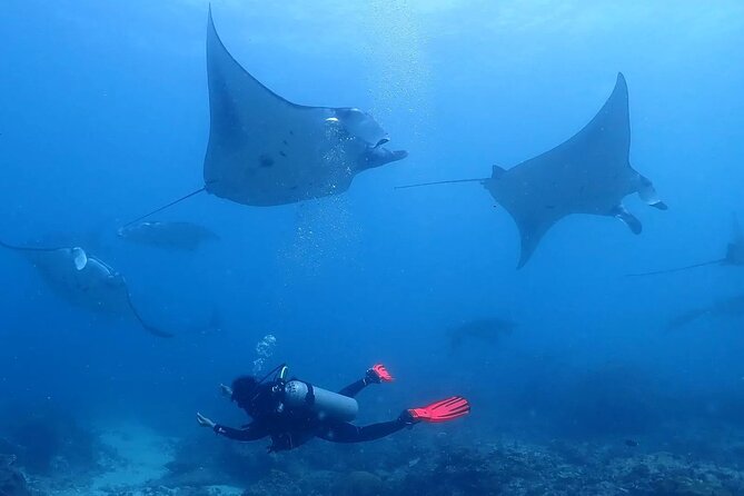 Scuba Diving In Nusa Penida - Key points at a glance