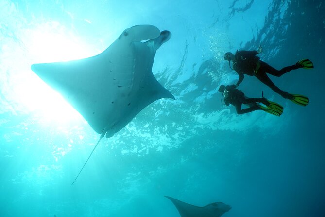 Scuba Diving Nusa Penida Manta Point 3 dives for certified divers - A 45-minute boat ride from Sanur