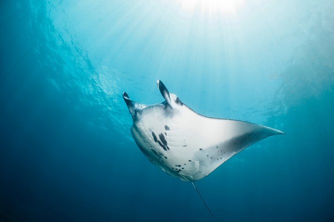 Scuba Diving Nusa Penida Manta Point 3 dives for certified divers - Crystal Bay, mola-mola, and seasonal luck