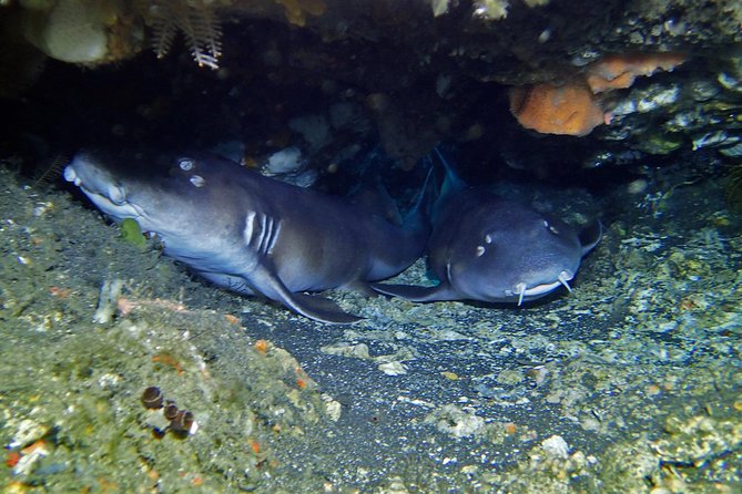 Scuba Diving Nusa Penida Manta Point 3 dives for certified divers - Nusa Lembongan’s current-swept coral