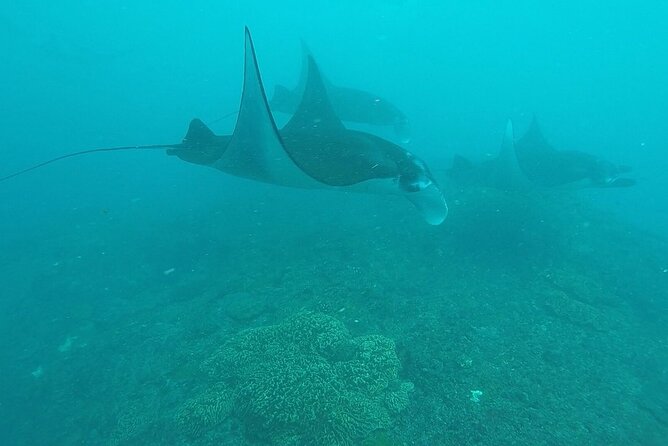 Scuba Diving Nusa Penida Manta Point 3 dives for certified divers - What is included, and what needs checking