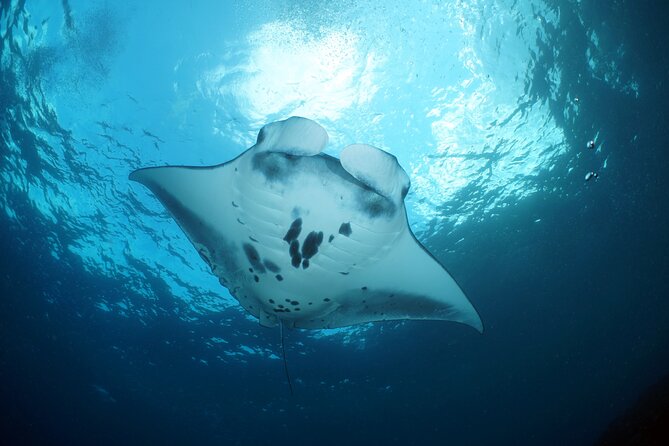 Scuba Diving Nusa Penida Manta Point 3 dives for certified divers - Safety, certification, and medical paperwork