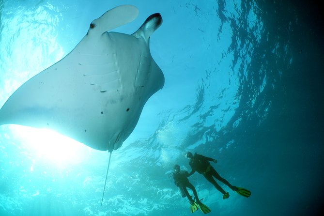 Scuba Diving Nusa Penida Manta Point 3 dives for certified divers - Manta Point and the search for rays