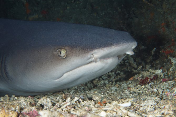 Scuba Diving Padangbai Shark Point 2 dives for certified divers - Key details worth knowing