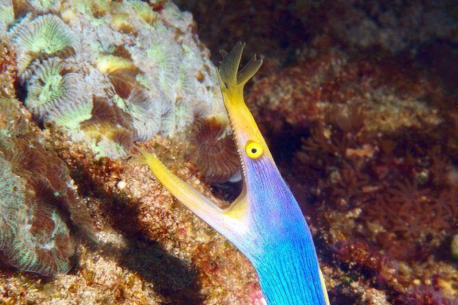 Scuba Diving Padangbai Shark Point 2 dives for certified divers - Two Padangbai sites, two kinds of underwater scenery